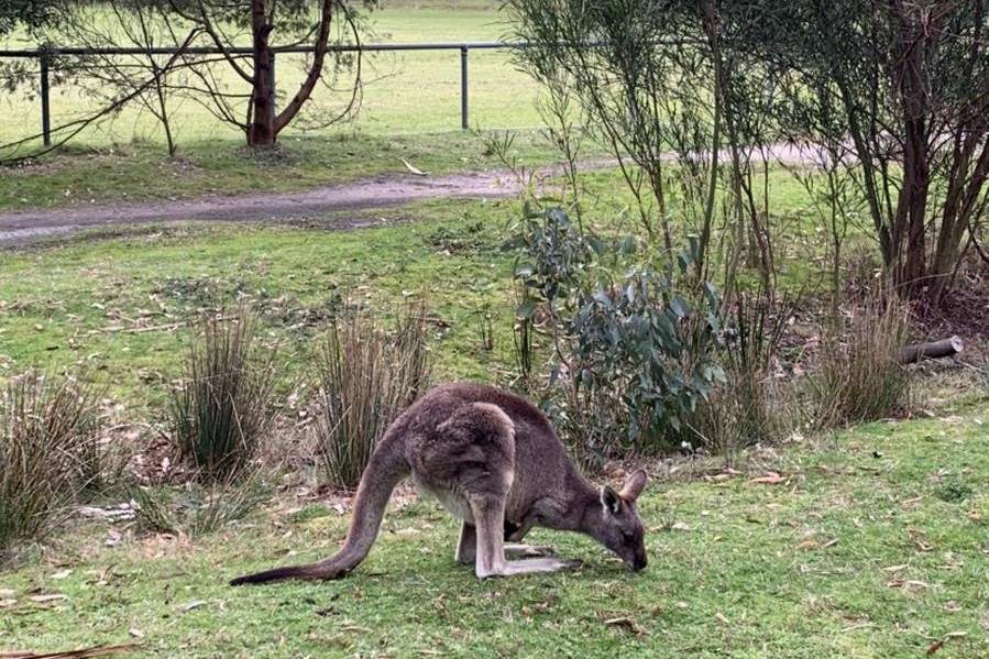 Wallabys im Nationalpark