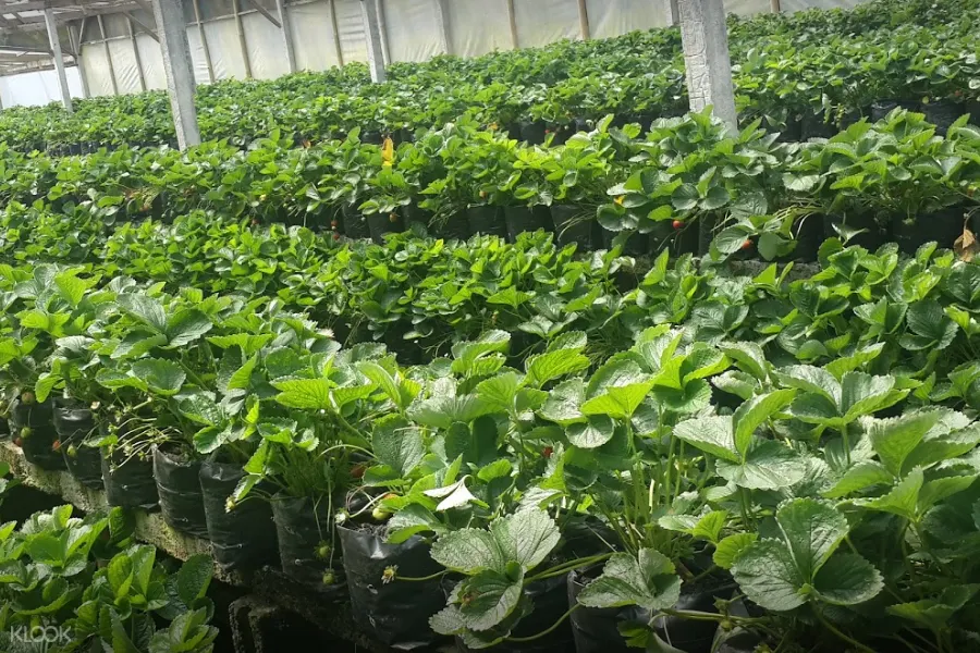 strawberry leaves inside a plantation