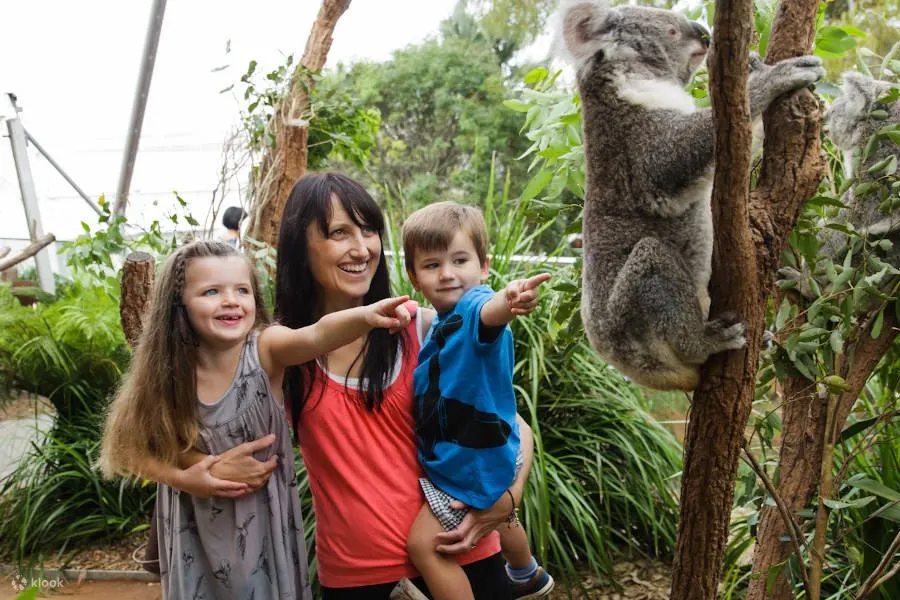 children watching koala climbing trees