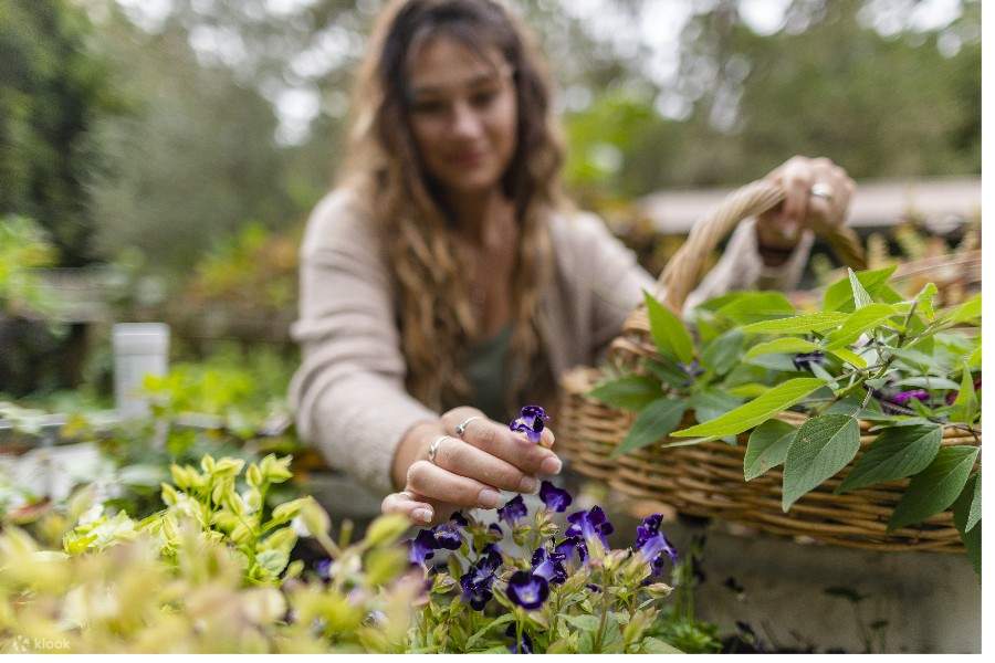 Picking organic flowers to make stunning garnishes