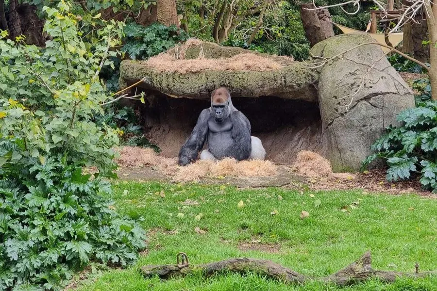 墨爾本動物園照片 - 墨爾本動物園的大猩猩