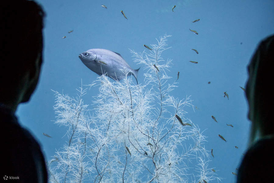 Đài quan sát dưới nước