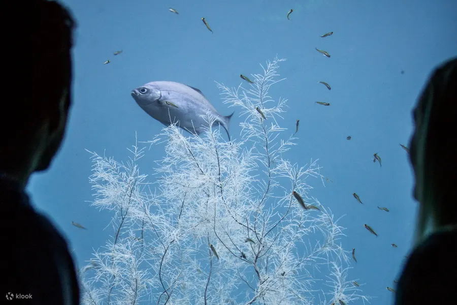 新西兰水下观测台