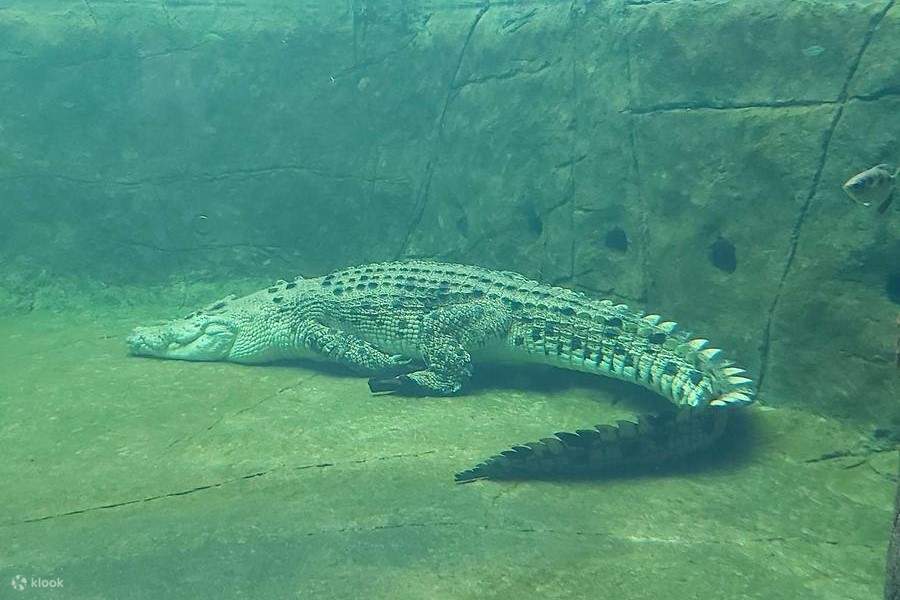 crocodile