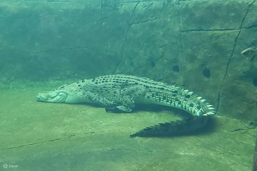 鳄鱼