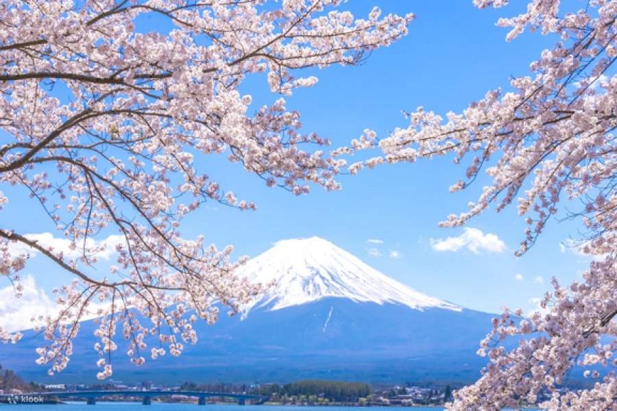 Cherry Blossoms at Odawara Castle, Hakone Pirate Ship, and Lake