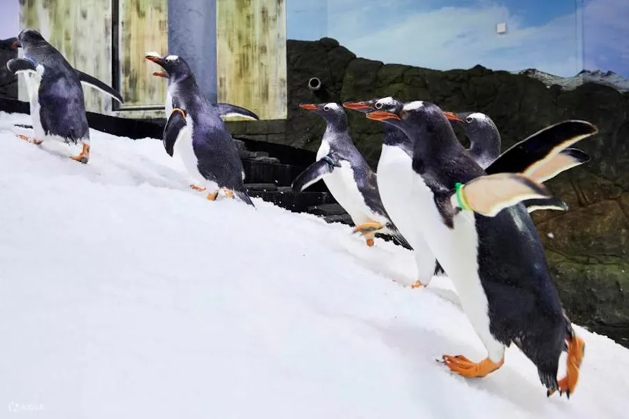 penguins walking