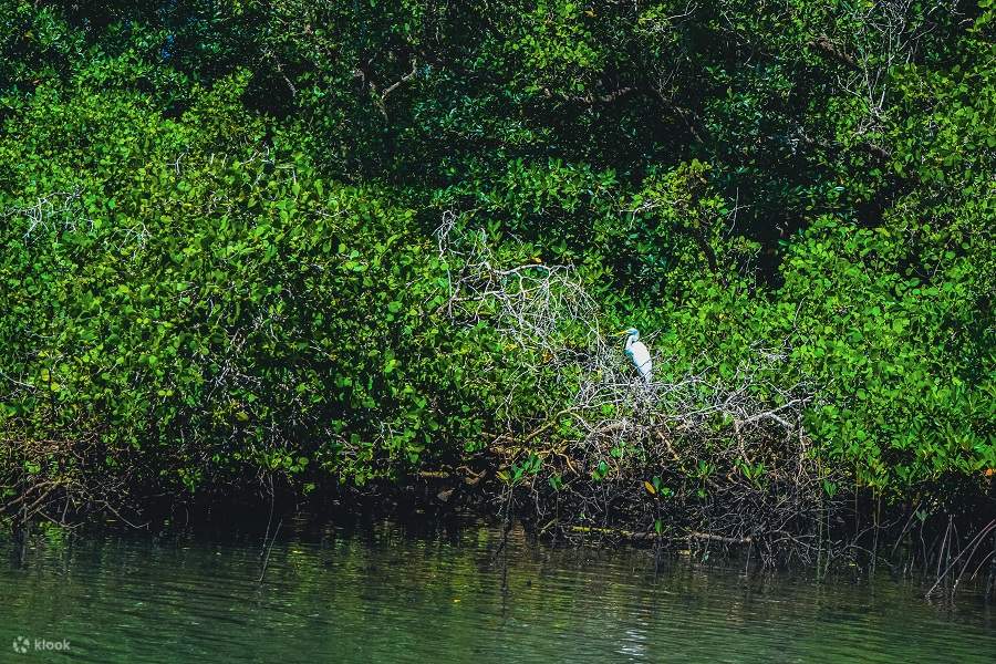 Остров Черепах, Лодка со Стеклянным Дном, Круиз по Мангровым зарослям от JTB Indonesia