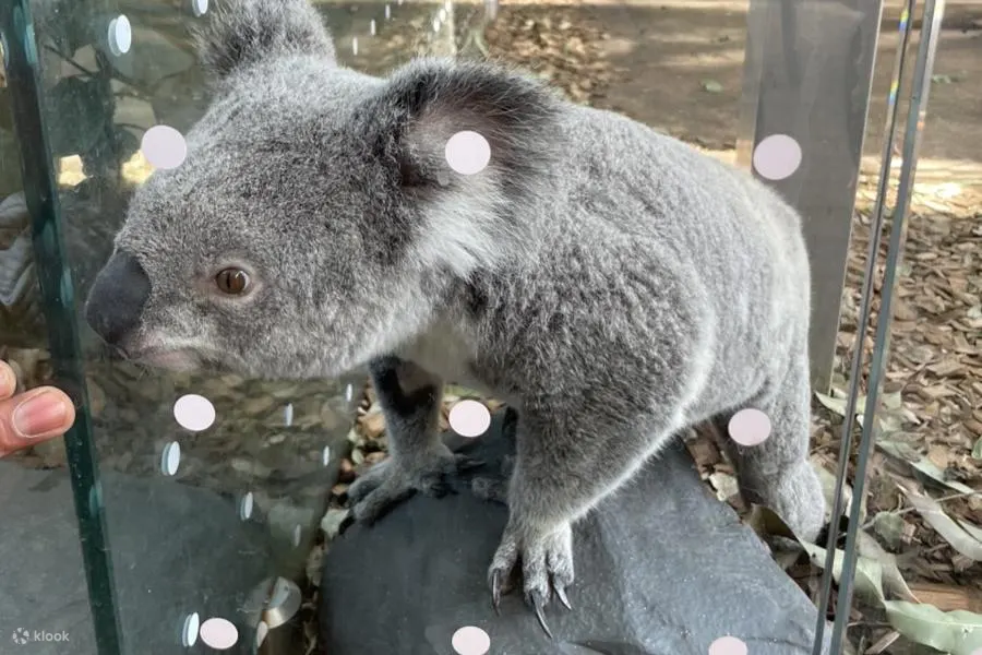 playing with koala