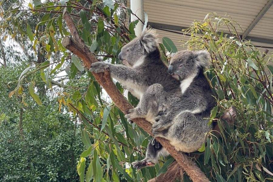 koala en la isla Canguro