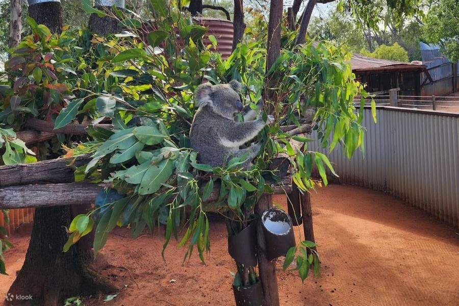 บัตรเข้าชมสวนสนุกดรีมเวิลด์ - โคอาลากำลังหลับ