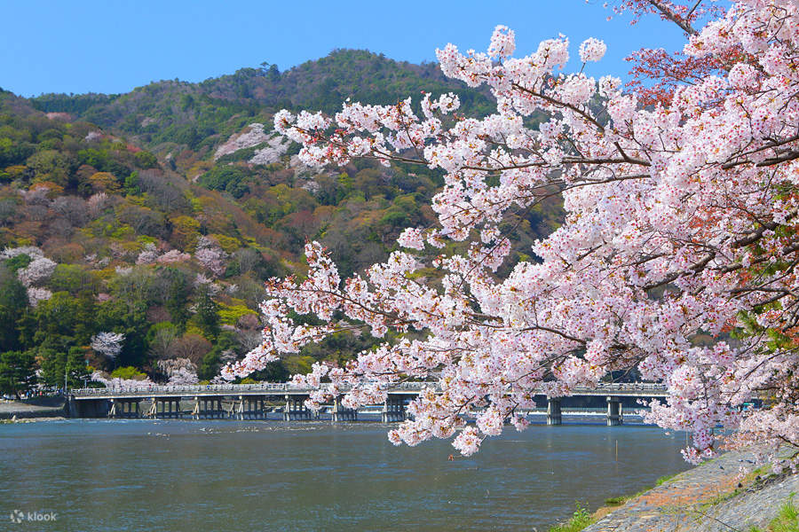 Restoran Kyoto Arashiyama Sakura Masakan Kyoto Populer - Arashiyama, Kyoto
