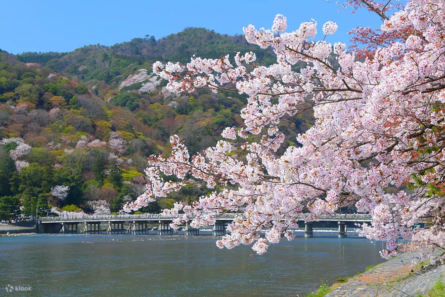 京料理屋 岚山さくら（Arashiyama Sakura）人气京料理 - 京都岚山