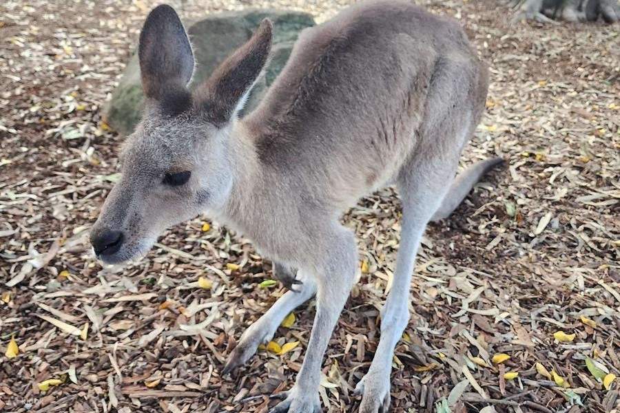 บัตรเข้าสวนสนุกดรีมเวิลด์ - Kangaroo