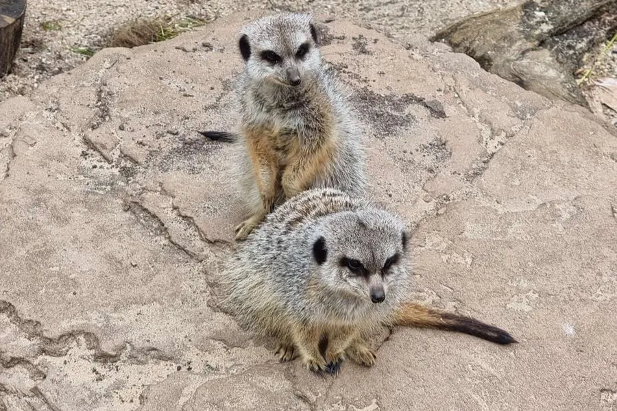 墨爾本動物園照片 - 動物近距離之旅與動物邂逅