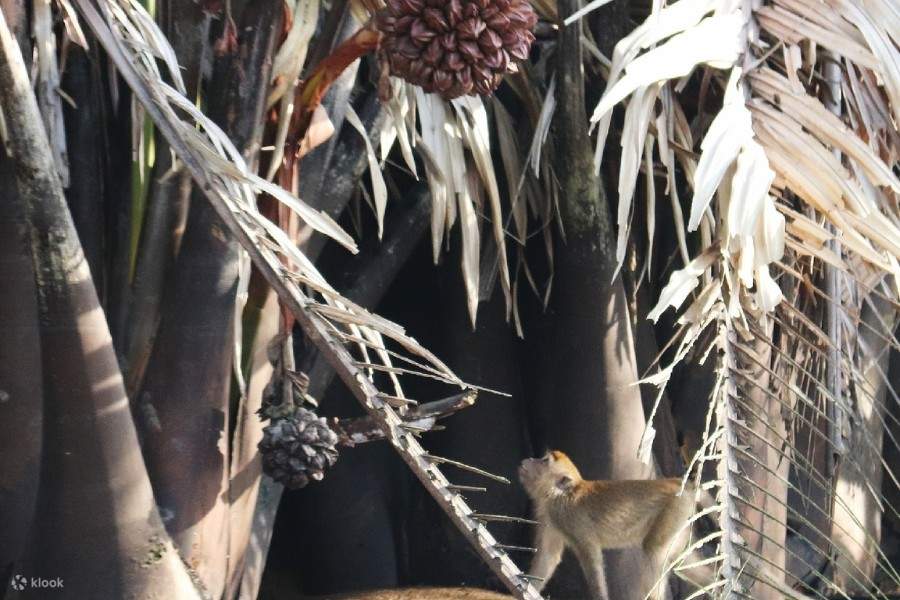 Crociera naturalistica Kawa Kawa Wildlife a Sabah