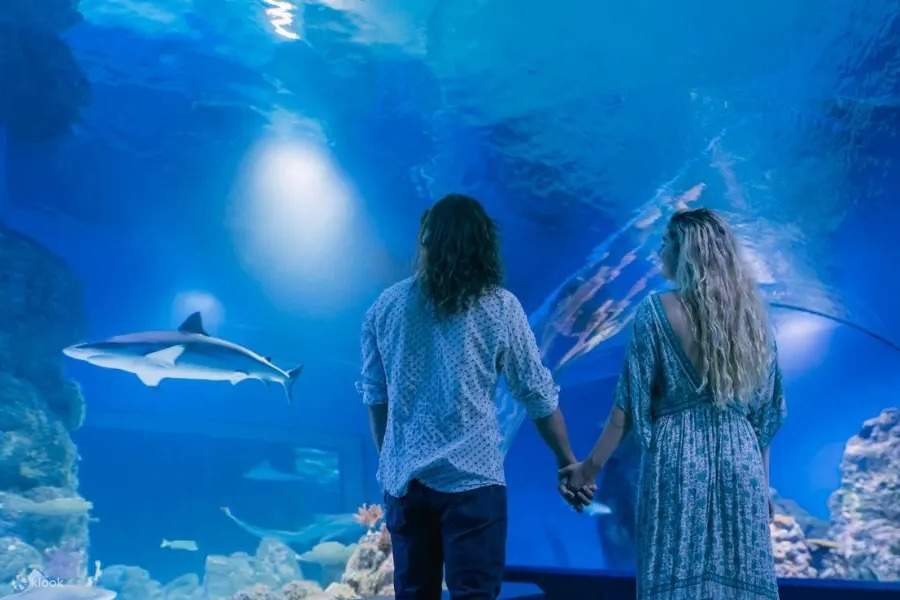 Chiêm ngưỡng thế giới sinh vật biển đầy màu sắc trong khu Oceanarium 360 độ tại Thủy cung Cairns