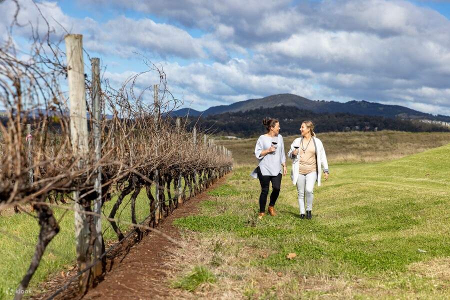 Tour Ngắm Cảnh Thưởng Rượu Và Phô Mai Tại Thung Lũng Hunter Từ Sydney