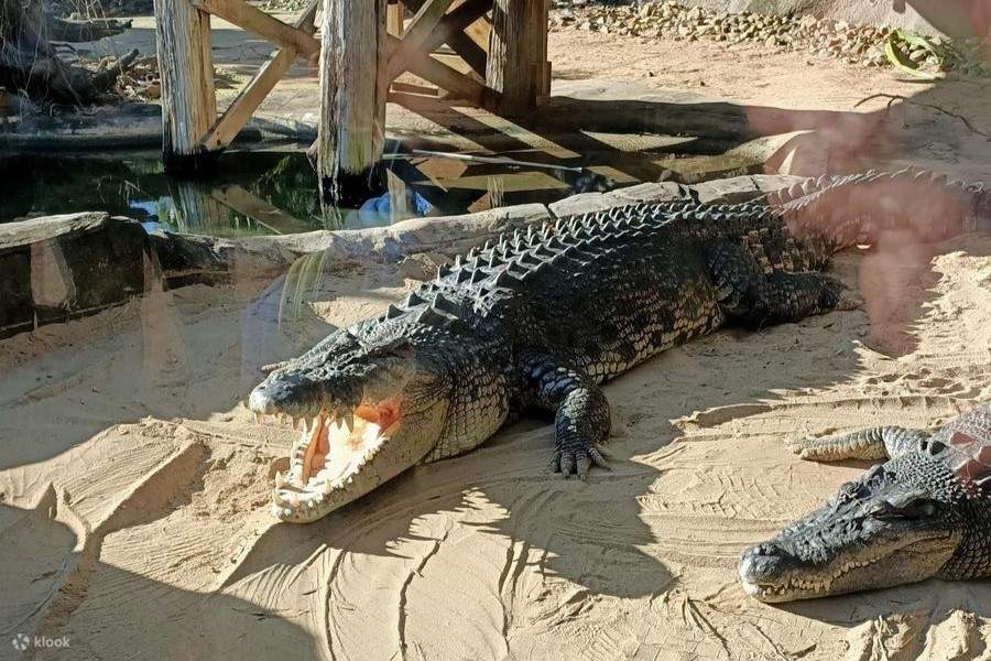 บัตรเข้าชมสวนสนุกดรีมเวิลด์ - จระเข้