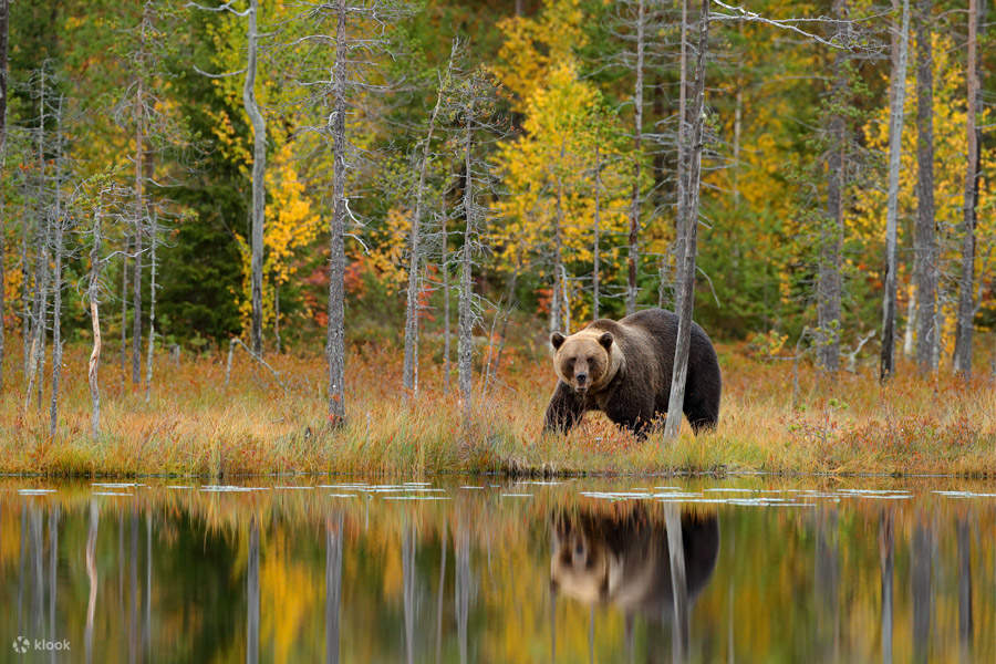 Pengalaman Menonton Beruang di Malam Hari