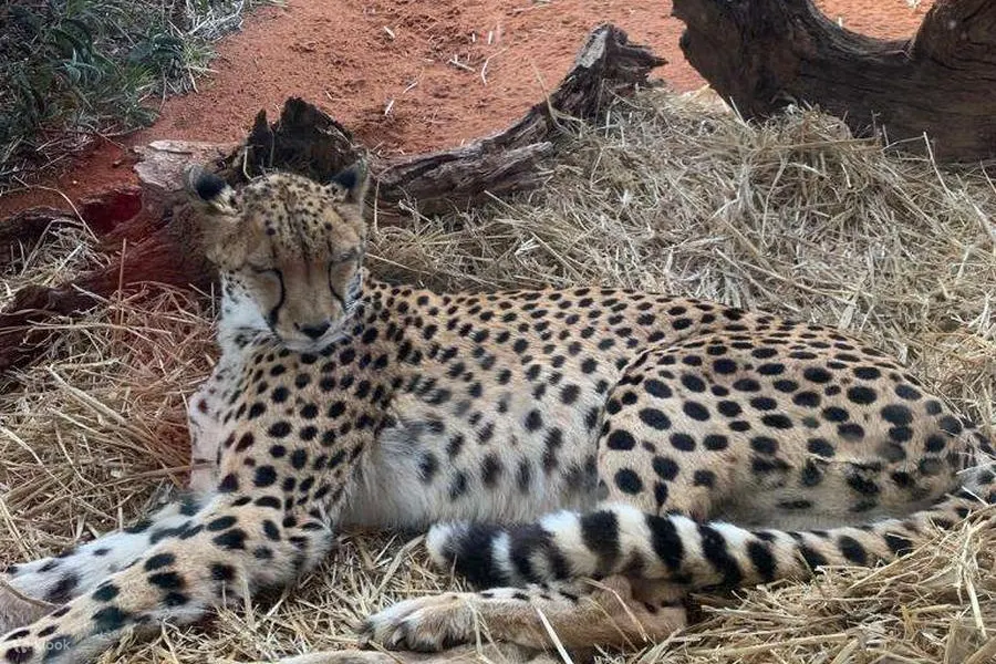 華勒比開放式動物園 - 獵豹邂逅