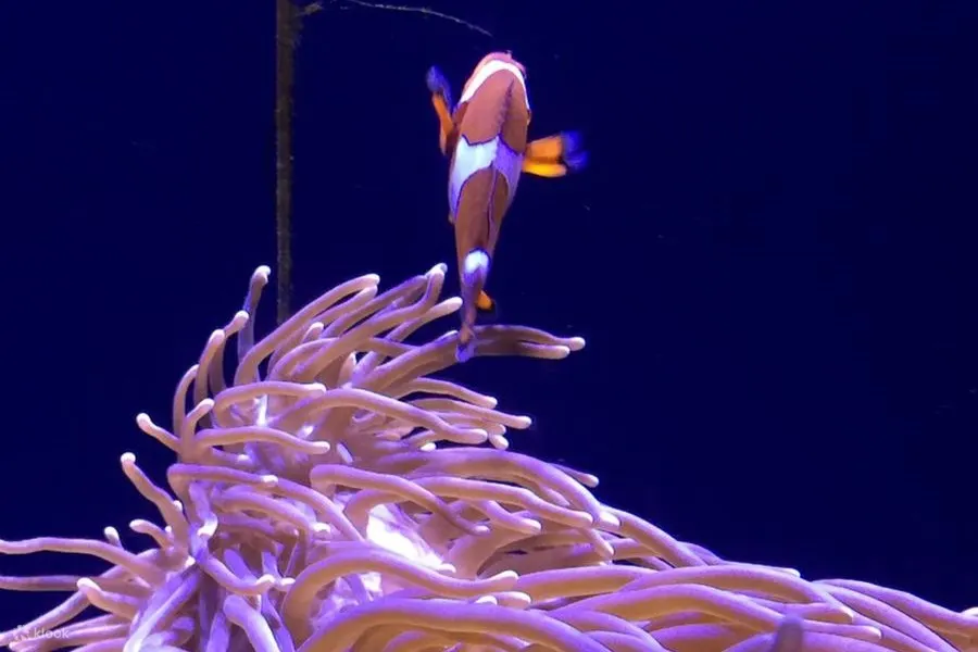 nemo fish