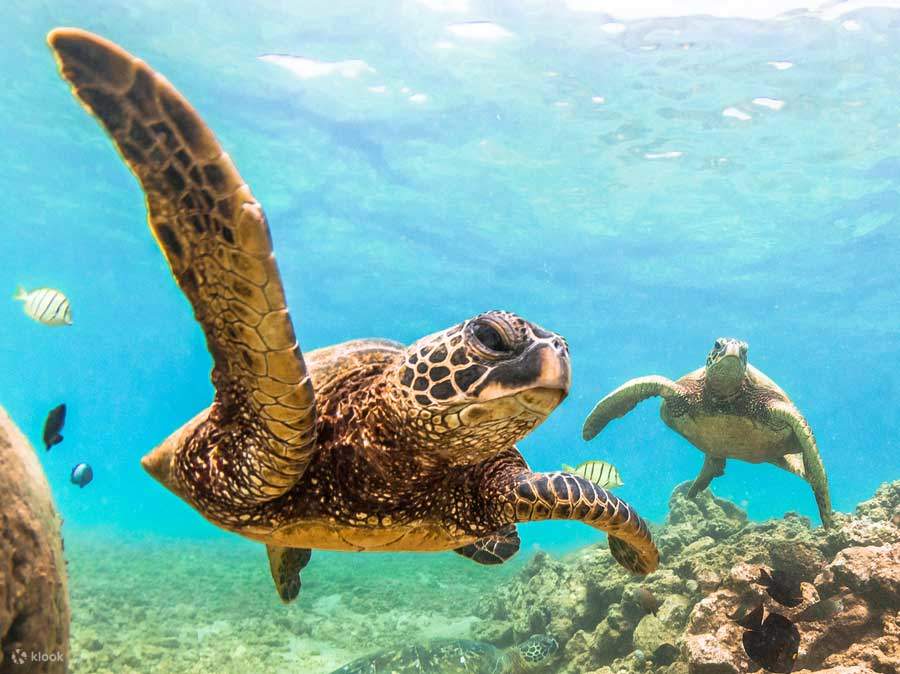 Snorkel in Hawaiʻi’s crystal-clear waters, ideal for both beginners and experienced snorkelers