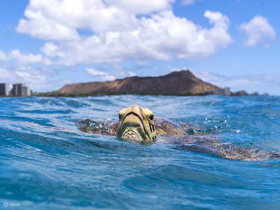 Lặn biển ngắm san hô tại Turtle Canyon, một rạn san hô rực rỡ, nơi sinh sống của loài rùa biển xanh Hawaii.