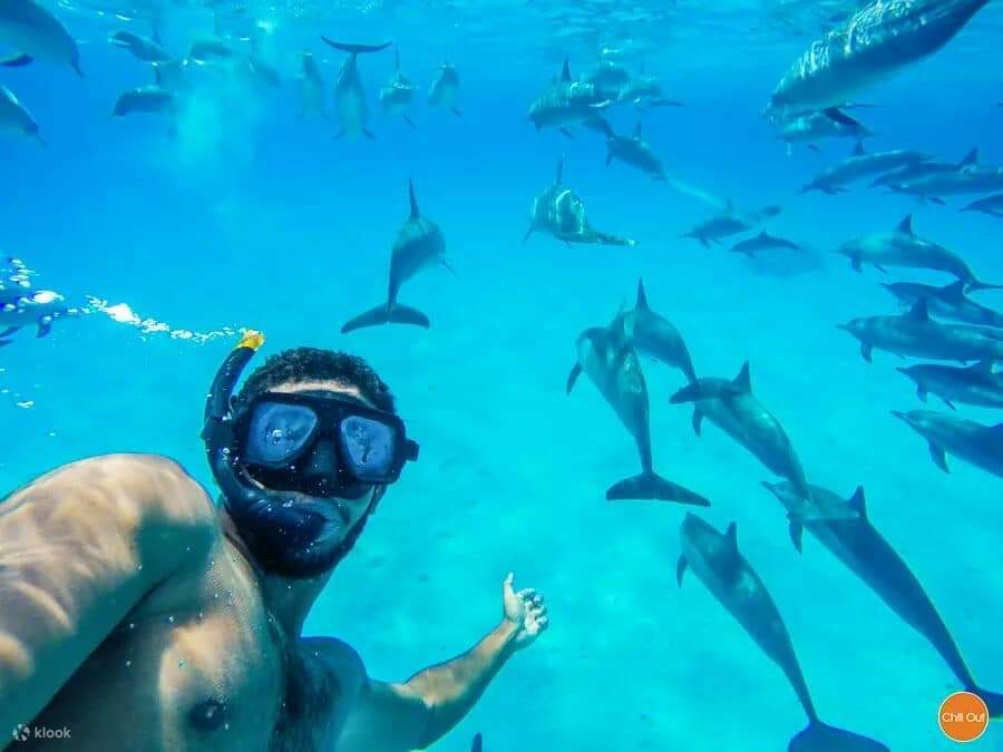 Chuyến Đi Biển Lặn Ngắm Cá Heo Thú Vị & Đưa Đón – Marsa Alam