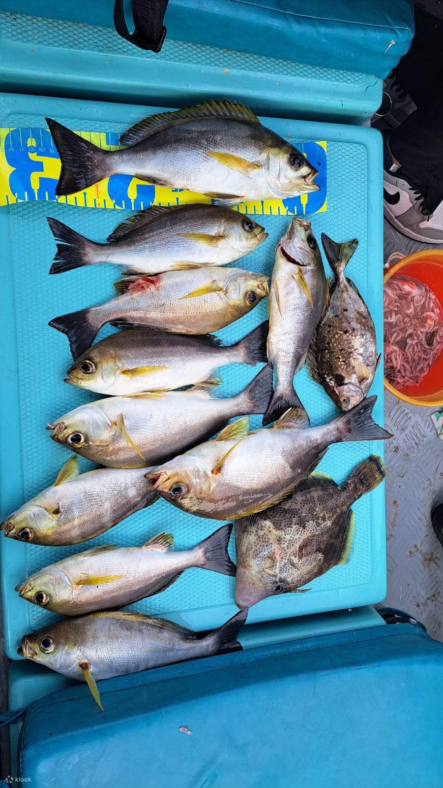 Ji Tsai Kee Fishing Fun Kumpulan Memancing Air Hong Kong