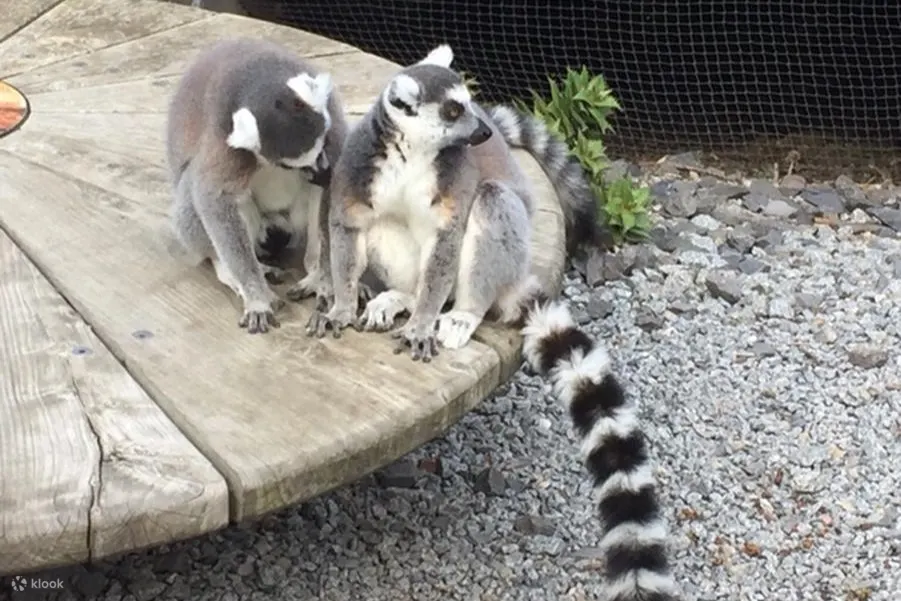 墨爾本動物園照片 - 動物園裡的動物