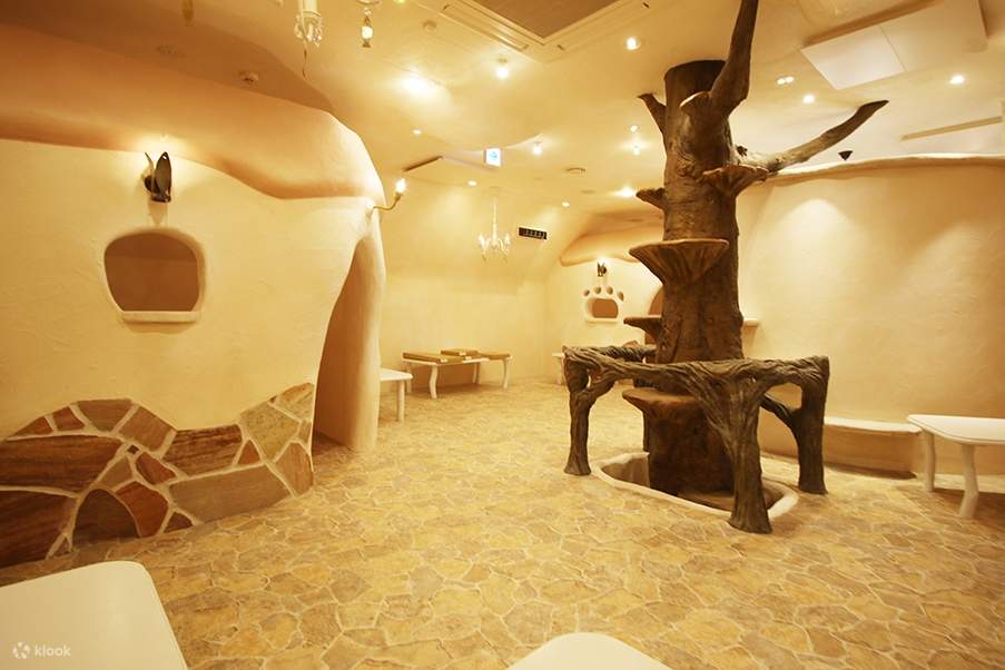 기치조지에 있는 도쿄 고양이 카페 