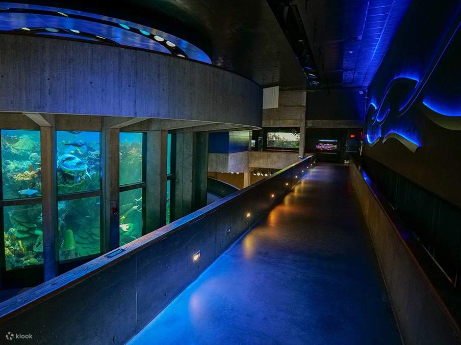 잔잔한 조명과 물결 모양의 벽, 푸른빛 조명이 마치 바닷속을 걷는 듯한 느낌을 선사합니다.