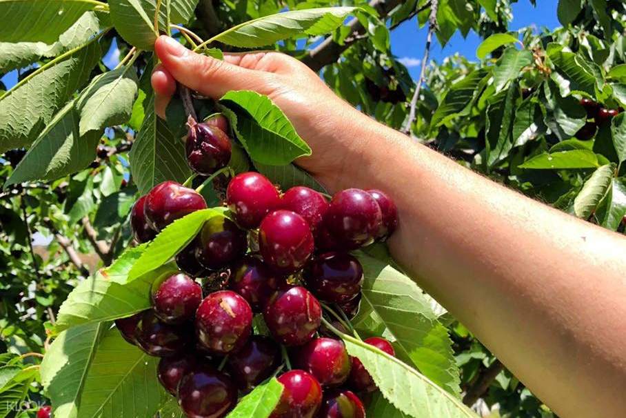 cherry picking tours from sydney