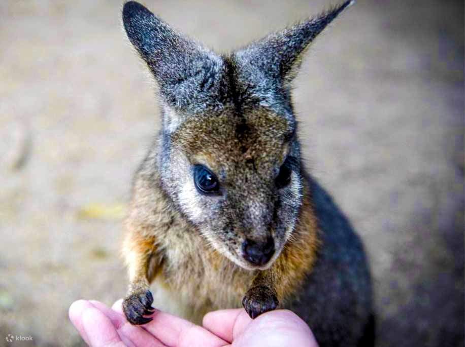瓦拉比袋鼠，莫寧頓半島，本土野生動物