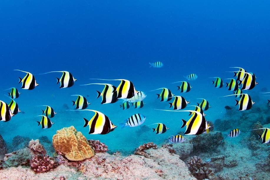 Tour in Barca della Barriera Corallina Poco Profonda a Oahu