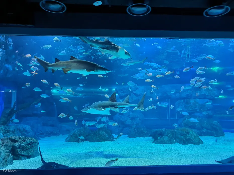 水族馆