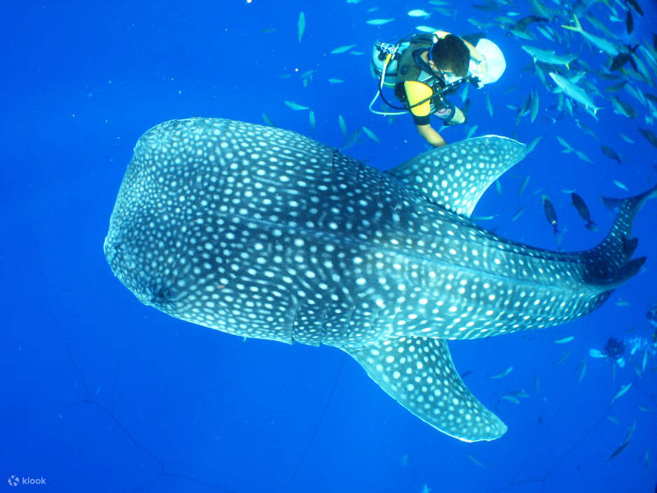 ホエールウォッチング