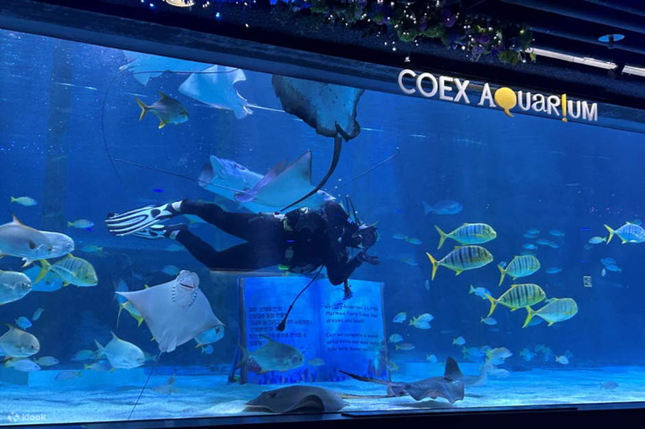 ダイバー・魚 水族館