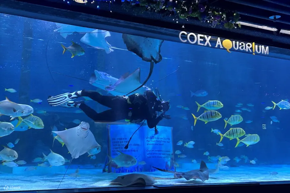 潜水员与水族馆的鱼群