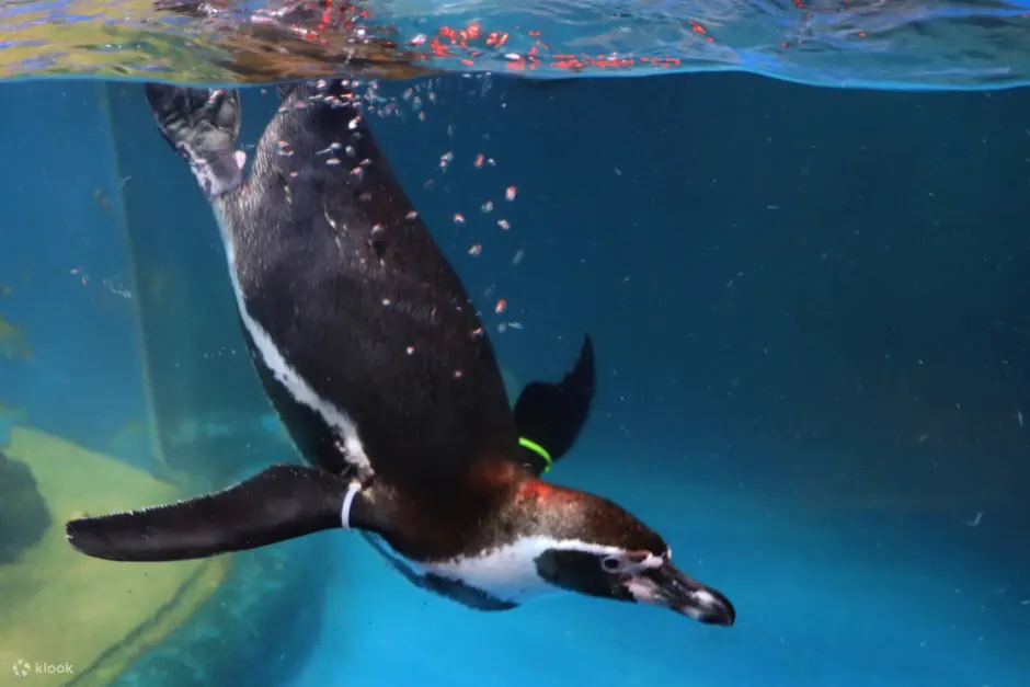 Penguins