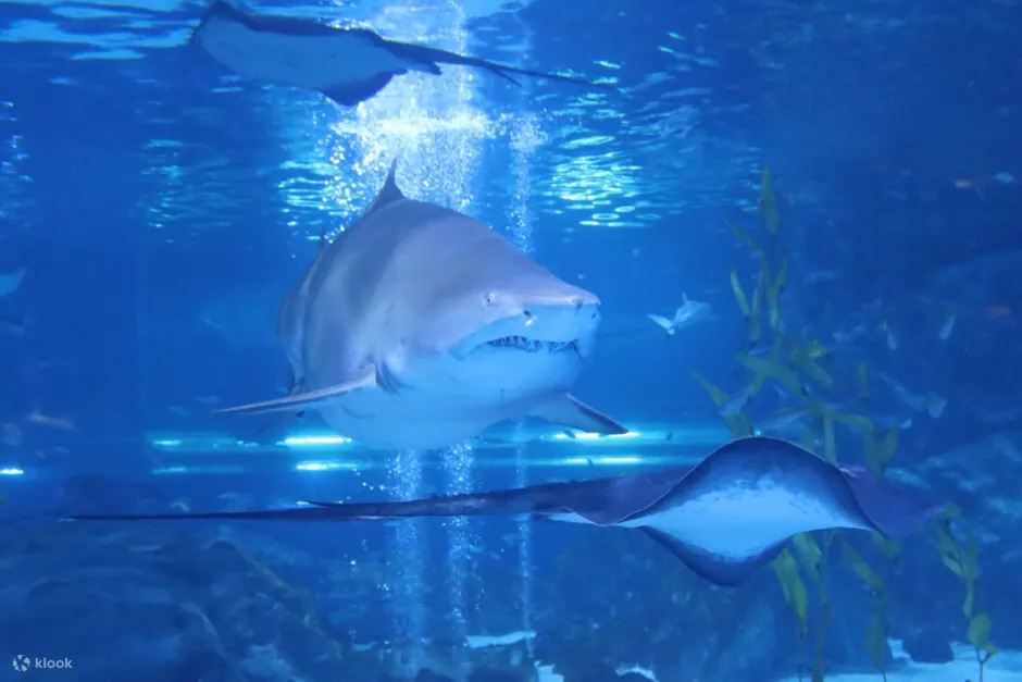 Shark