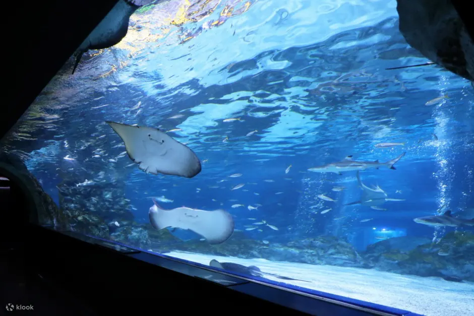 Stingray