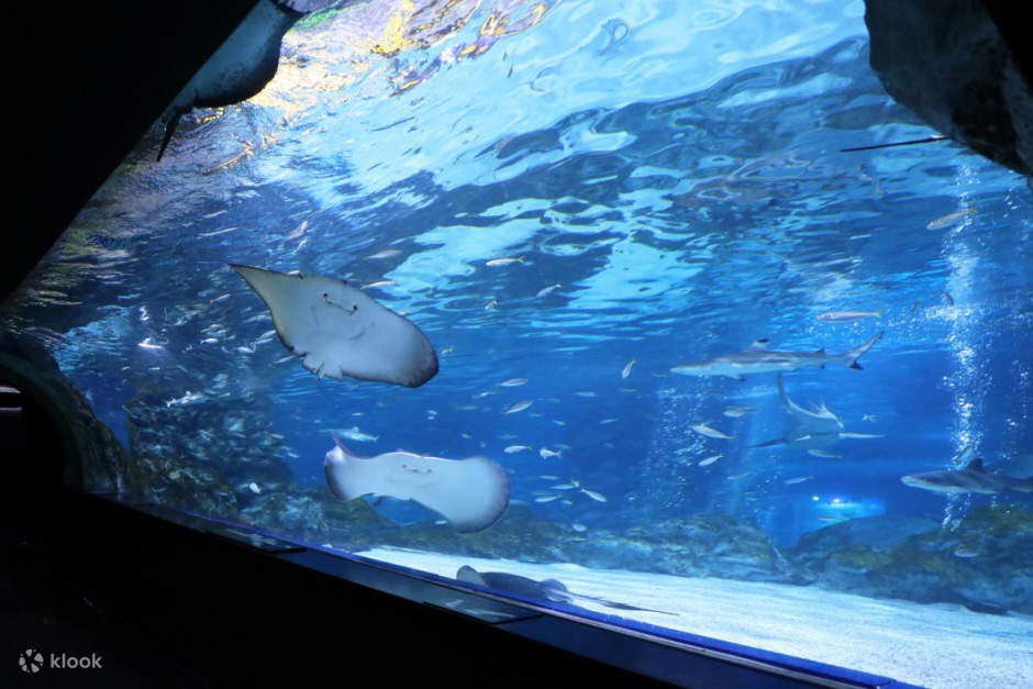 discover thousands of sea creatures at coex aquarium