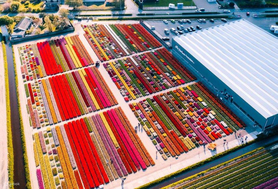 Tulip Experience Amsterdam Ticket Klook