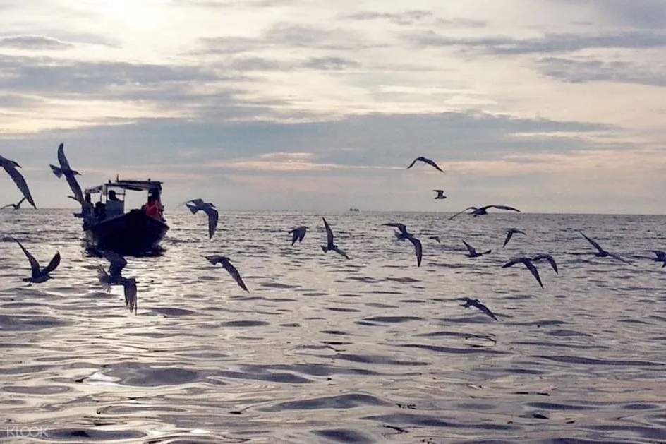 Eagle Feeding Experience In Kuala Selangor Klook Malaysia