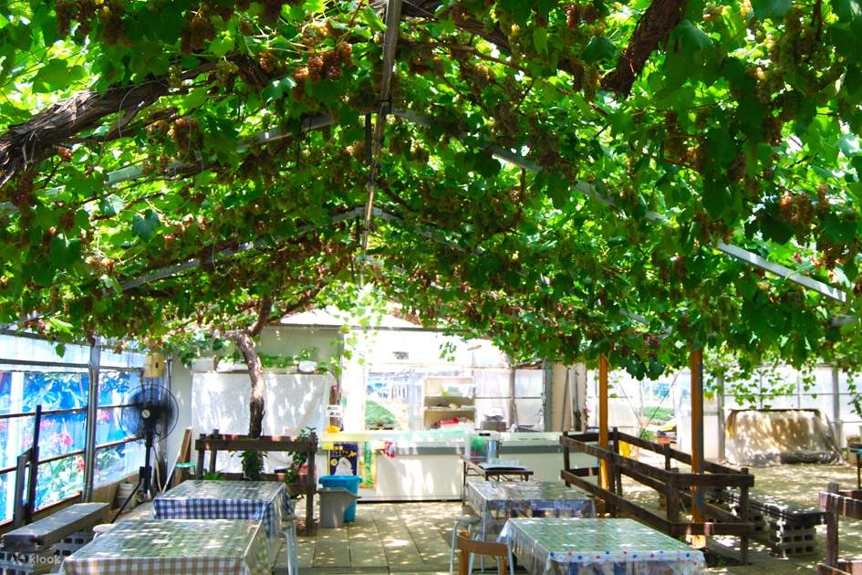 Melon Picking Experience in Shizuoka Klook
