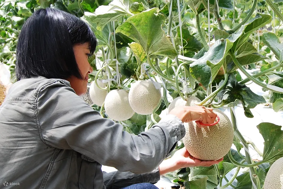 采哈蜜瓜