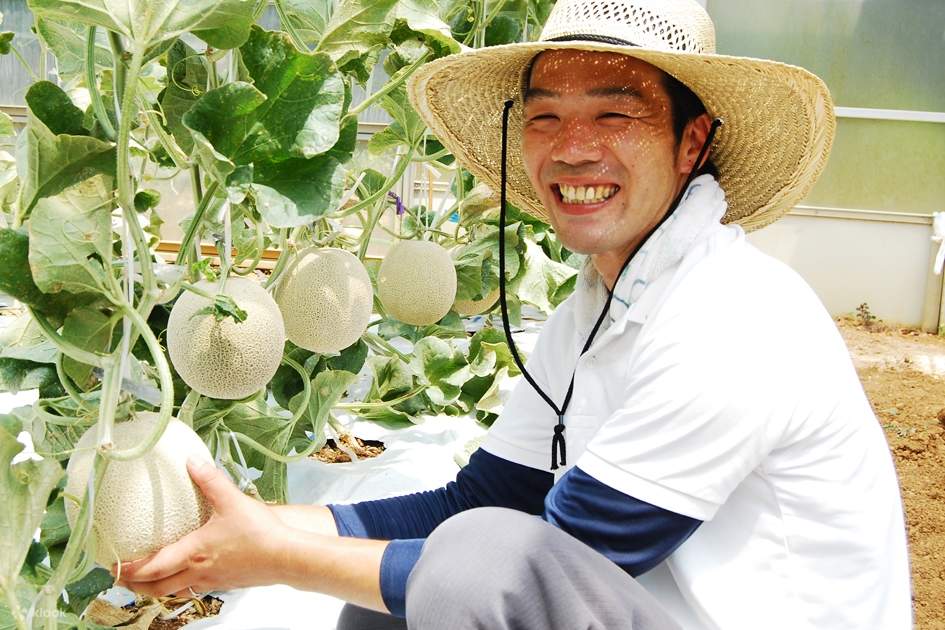 Melon Picking Experience in Shizuoka Klook United States