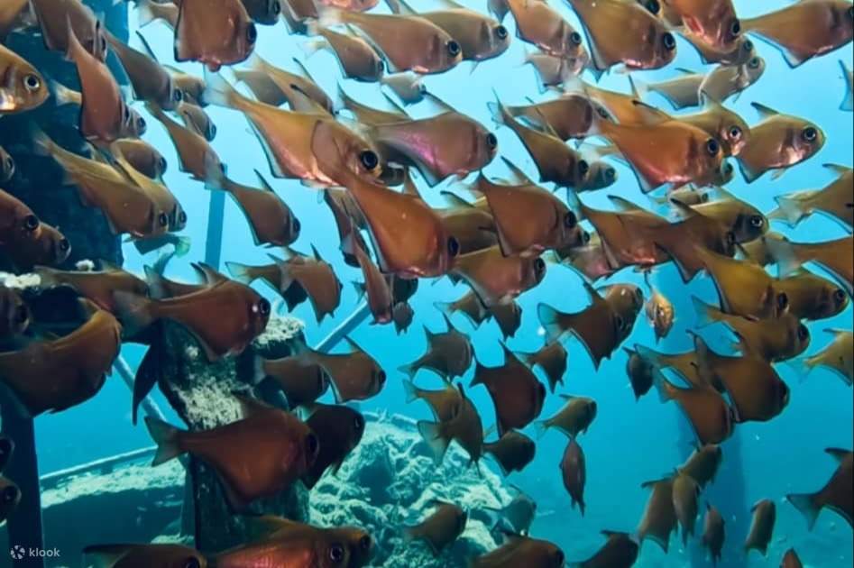 バッセルトン桟橋スカルプチャーズシュノーケリングツアー